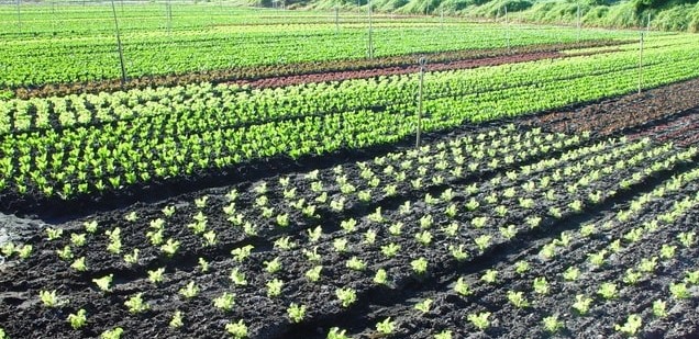 Über mich Große Beete mit Gemuese und Salat